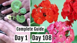 How to Plant Grow amp Care for Geranium Plants in Pots  The Complete Guide [upl. by Ettesyl360]