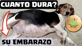 🎯Cuanto Dura el EMBARAZO de una PERRA 👉 3  FORMAS de Saber Cuanto Dura una PERRA EMBARAZADA 👈 [upl. by Aivizt239]