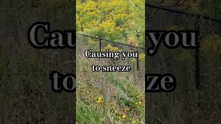 Does Goldenrod Cause You to Sneeze canada plants [upl. by Lemal]