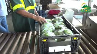 French Delegation Explores Saint Lucian Banana Market [upl. by Naimed]