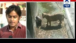 Youth killed by tiger jumped into enclosure claim zoo authorities [upl. by Karab]