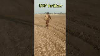 dap fertilizer put in the field [upl. by Ekul899]