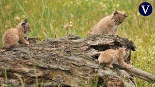 Omeya inaugura la temporada de partos de lince ibérico en cautividad con dos cachorros [upl. by Hudgens]