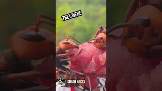 Human Vs Hornet Credits hornetsremoval1703 nature animals hornet [upl. by Stephen]