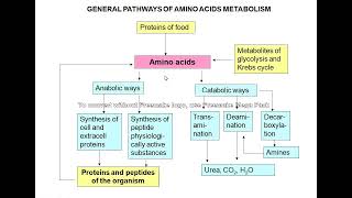 Amino acid metabolism [upl. by Nnyllatsyrc]