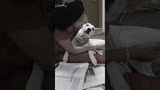 Love you kuttus baby 🤗doglove and care🧿doglover dogcare trendingshorts viralvideo shortvideo [upl. by Clayborn736]