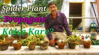 स्पाइडर प्लांटस को प्रोपागेट कैसे करे  How spider plant or Airplane Plant is multiplied [upl. by Adnuahsor]