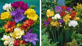 how to grow freesia bulbs in pot freesia planting guide planting freesia in pot freesia flower [upl. by Iinden]