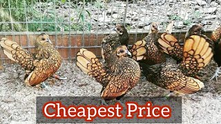 Cheapest  Golden Sebright Chicken for Sale 2022 Rates  Golden Sebright Bantam Farming [upl. by Emorej]