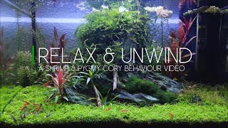 SHRIMP amp PYGMY CORYS  SHRIMP PYGMY CORY NANO TANK [upl. by Lurie]