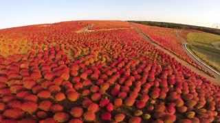 The aerial view of Kochia Carnival taken with a drone  ひたちなか海浜公園のコキア [upl. by Yasmar]