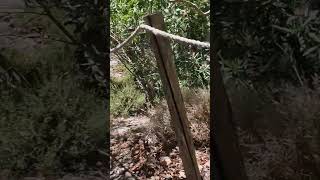 Trail walking at the famous Samaria Gorge in Crete Greece Highly recommend hikingroute travel [upl. by Ros]