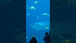 Whale shark swimming in Atlanta tank [upl. by Ludwig682]