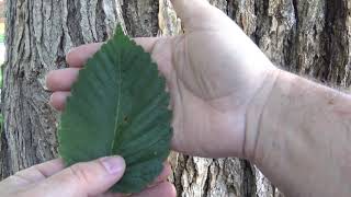 Identifying American elm [upl. by Nord]