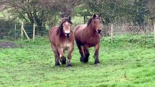 Ardennes mares Trekpaard Belgian Draft Brabant Horse [upl. by Mcconnell]