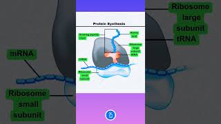 Protein Synthesis Ribosome mRNA and tRNA [upl. by Adnirual877]