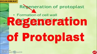 Regeneration of protoplast [upl. by Adnamal]