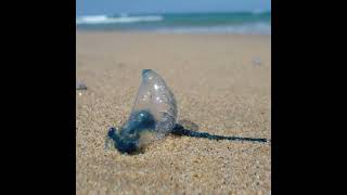 KZNs beaches invaded by Blue Bottles  Heres what you need to know [upl. by Ettenwahs]