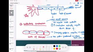 Myelin and saltatory conduction physiology neurology 17  First Aid USMLE Step 1 in UrduHindi [upl. by Chun]