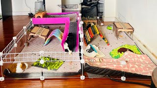 Afternoon Guinea Pig PreWork Spot Clean [upl. by Nolyarg]