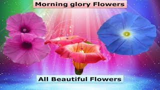 Morning glory Flowers and All species 2018 [upl. by Eizus]