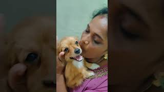 അമ്മേടെ ജീവൻ ❤️🌍 dog doggyzworld doglover doggyzlife puppyvideos doggyz support puppyworld [upl. by Ahsienaj90]