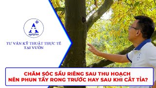 Agriplus  Nên phun tẩy rong trước hay sau khi cắt tỉa Chăm sóc sầu riêng sau thu hoạch agriplus [upl. by Mercuri]