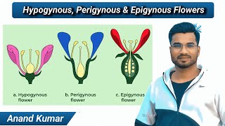 Hypogynous Perigynous and Epigynous flowers  Position of Floral parts on the thalamus Flower type [upl. by Ariadne]