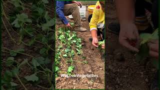 planting strawberries strawberry seedlings nursery base strawberry seedlings for sale [upl. by Heim]