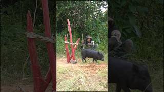 Survival skills and trap wild boars survival alone wildsurvival shortvideo [upl. by Leasim]