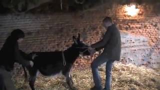 Donkeys behaving not so good and their farrier [upl. by Odilia170]