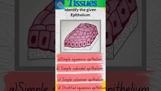 Tissues Part 21  Animal Tissues  Epithelial tissue  Epithelium shorts [upl. by Lunna465]