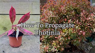 How To Propagate Photinia Taking Photinia Cuttings Photinia Pink Marble Plant Propagation [upl. by Esilehs260]