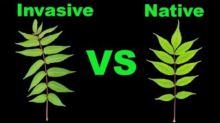 Tree of Heaven vs Sumac  Easy Identification [upl. by Elinore]