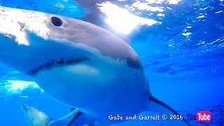 YouTube Shark  Great White Shark Cage Breach  The Full Story [upl. by Leesen557]