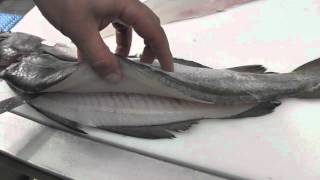 Passionate About Fish  How to Fillet Pollack [upl. by Odlo26]