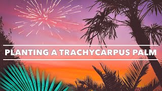 Planting a Trachycarpus fortunei amp Hardy Palm Care Tips [upl. by Cusack995]