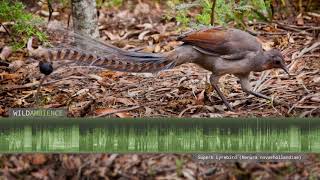 Superb Lyrebird Sounds amp Calls  Song amp mimicry of 24 species by a single bird [upl. by Lowis]