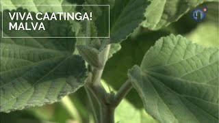 Viva Caatinga Malva [upl. by Daryn]