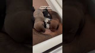 Dachshund puppies ￼ [upl. by Ned]