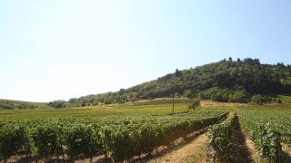 Reportage Vignobles Beaujolais [upl. by Veal]