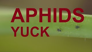 Aphid Myths  Best Practices [upl. by Malinde916]