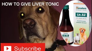 How to give liver tonic to your dogs  Livertonic to your labradors [upl. by Wein]