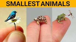 13 Smallest Animals In The World [upl. by Fenner]