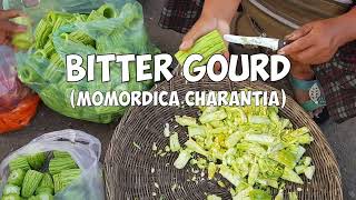 Bitter Gourd Momordica charantia [upl. by Dlaniger]