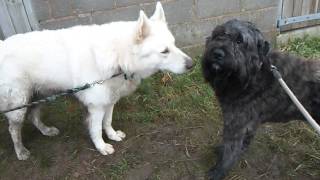 Bouvier Des Flandres  standing his ground [upl. by Lladnek]