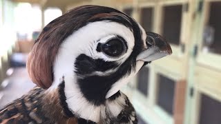 Mearns Quail Colony [upl. by Merdith]