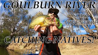 A Morning Of Yellowbelly Fishing The Goulburn River  SURPRISE ByCatch Using Spinnerbaits [upl. by Sydelle22]