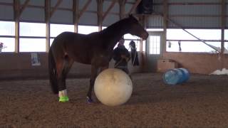 Horse Playing with Ball [upl. by Mariano448]