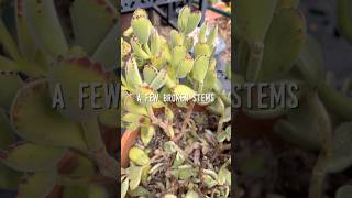 Got a few broken Cotyledon Tomentosa repotted and hoping for the best 🙏 succulents plantcare [upl. by Hobbie462]